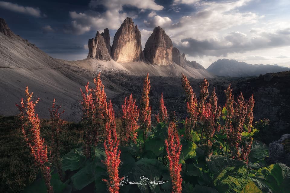 Le Tre Cime di Lavaredo al tramonto con fiori di rabarbaro alpino in primo piano, la foto che Framia sta analizzando
